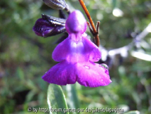 Salvia greggii x lycioides