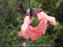 Salvia greggii Navajo