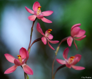 Thelymitra Kay Nesbitt 2