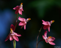 Thelymitra Kay Nesbitt 1