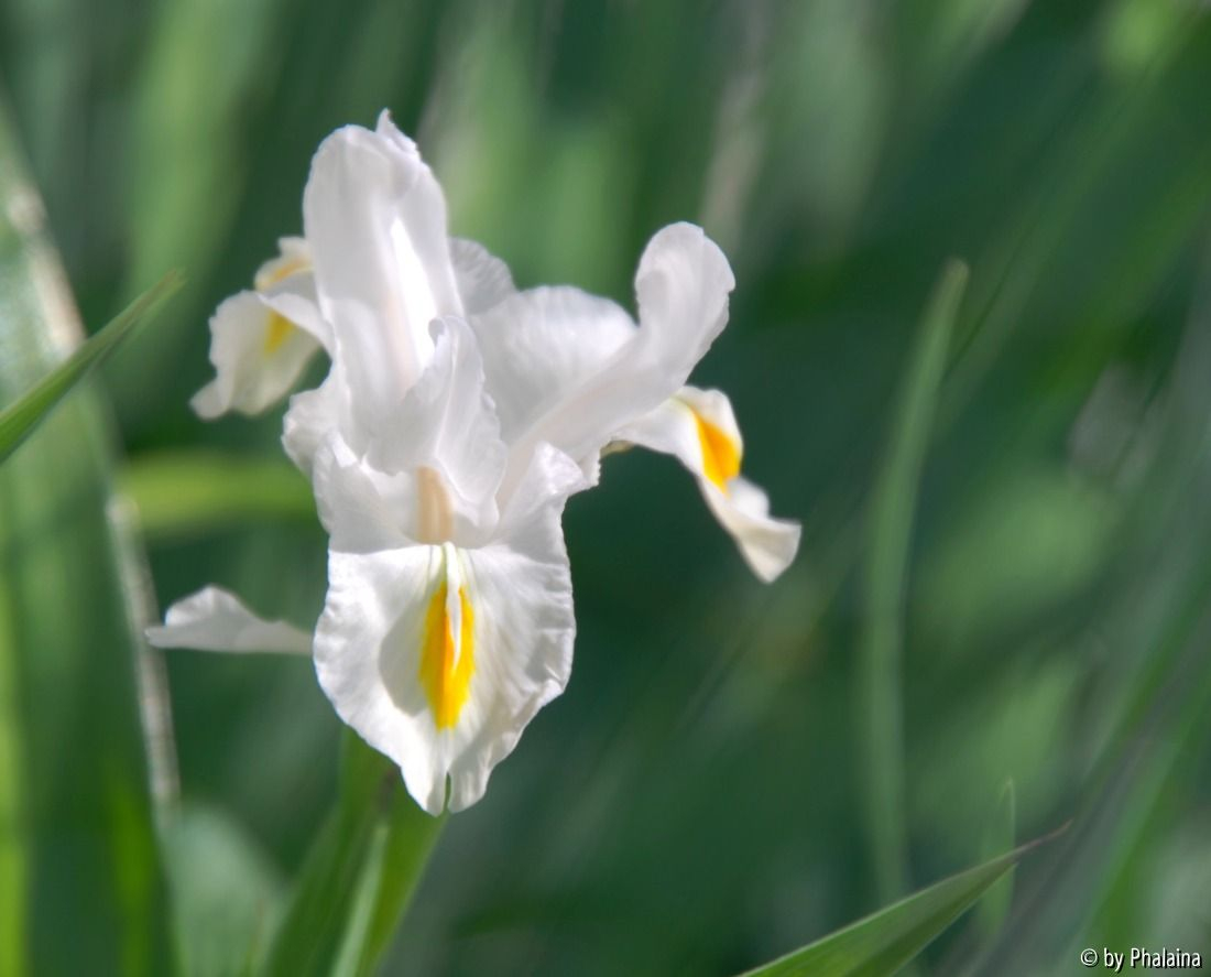 Iris magnifica