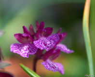 Anacamptis morio x papilionacea