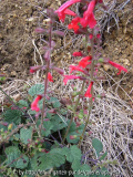 Salvia roemeriana