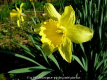 Narcissus 'King Alfred'