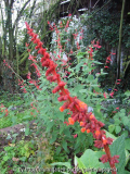 Salvia confertifolia mit S. rutilans