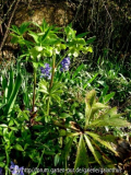 Helleborus odorus