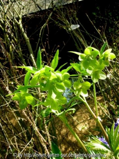 Helleborus odorus