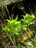 Helleborus odorus