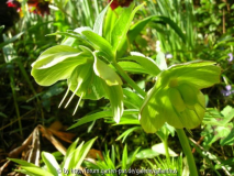 Helleborus multifidus subsp. bocconei (2)