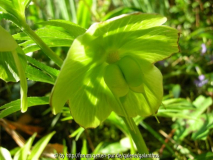 Helleborus multifidus subsp. bocconei (Karpelle)