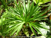 Helleborus multifidus subsp. bocconei (Blatt)