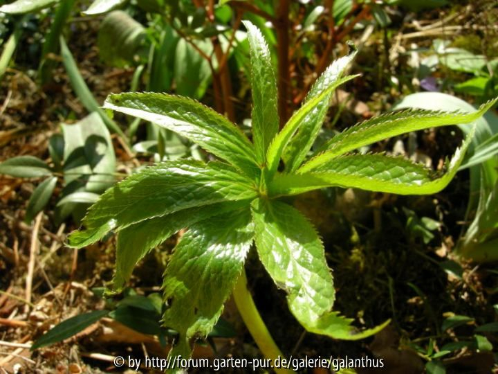 Helleborus liguricus, Blatt