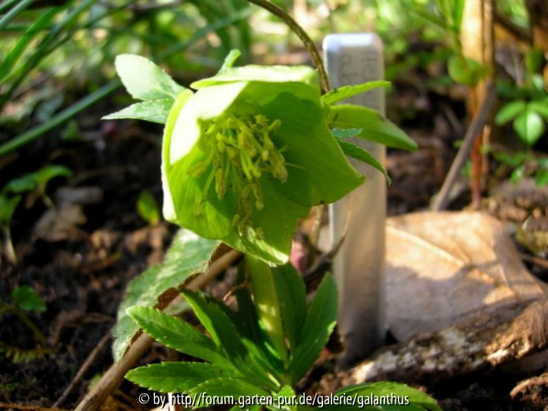 Helleborus abruzzicus