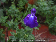 Salvia chamaedryoides Violet