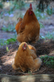 Der Wächter und die Henne