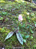 Erythronium dens-canis I