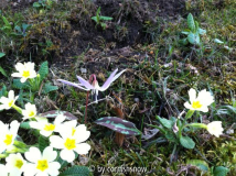 Erythronium dens-canis und Primula vulgaris