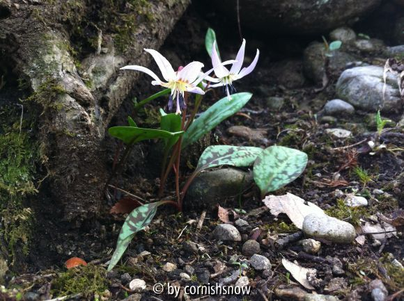 Erythronium dens-canis IV