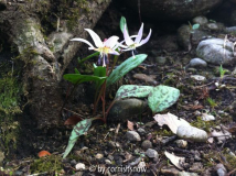 Erythronium dens-canis IV