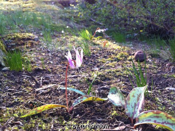 Erythronium dens-canis V