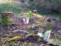 Erythronium dens-canis V
