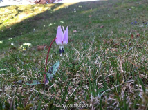 Erythronium dens-canis VI