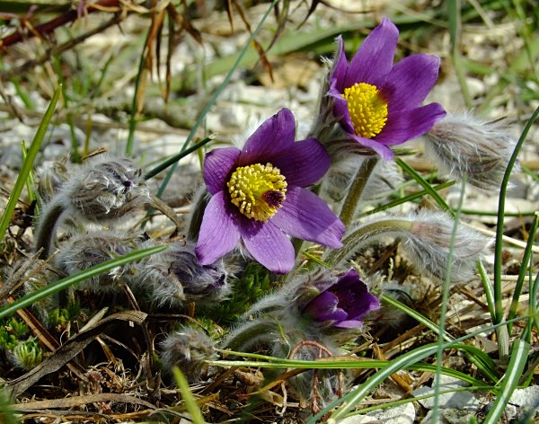 Pulsatilla halleri ssp styriaca