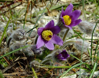Pulsatilla halleri ssp styriaca