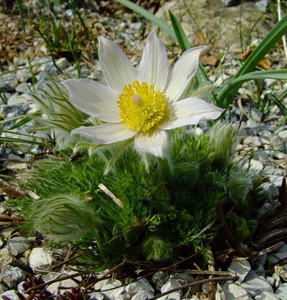 Pulsatilla vulgaris
