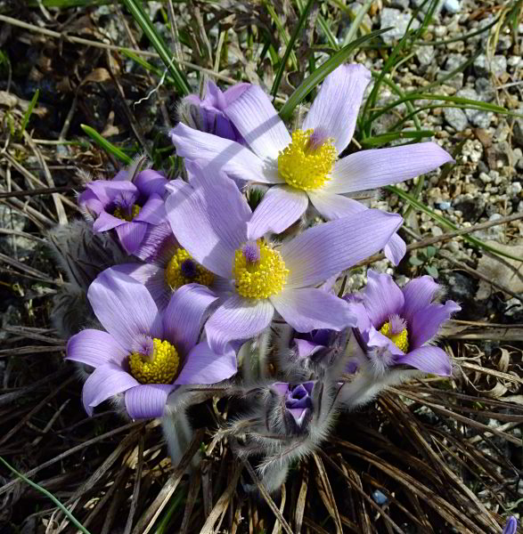 Pulsatilla grandis(?)