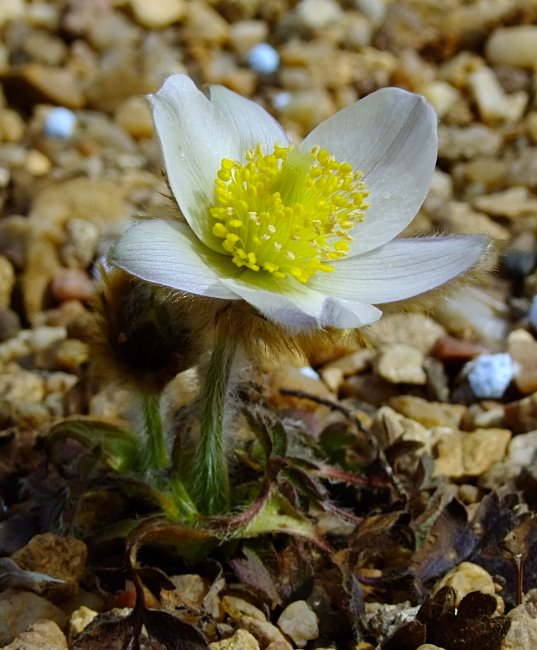 Pulsatilla vernalis