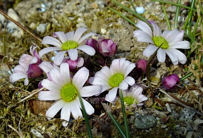 Callianthemum anemonoides