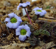 Callianthemum farreri