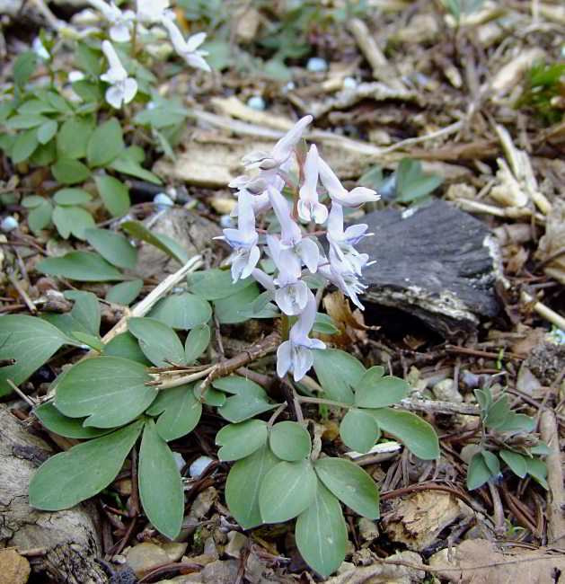 Corydalis repens var. watanabei