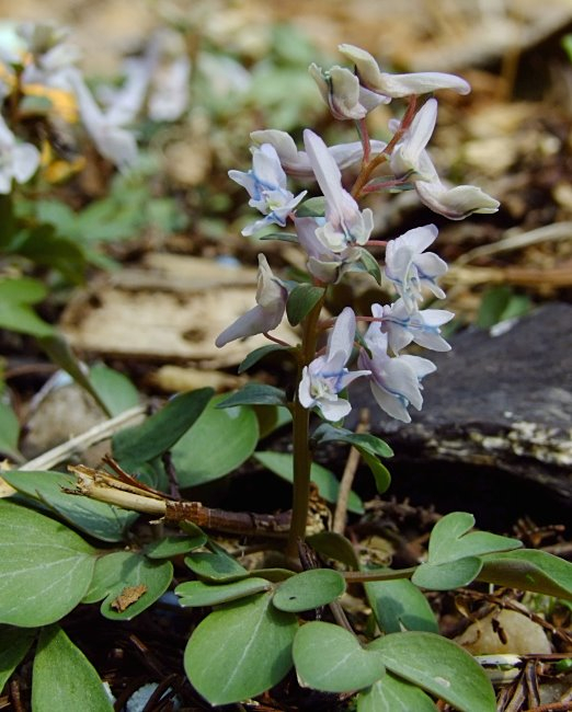 Corydalis repens var. watanabei