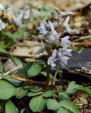 Corydalis repens var. watanabei