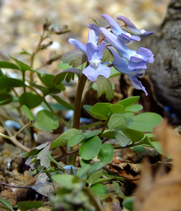 Corydalis ambigua