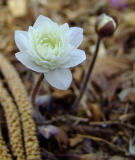 Hepatica nobilis var. nobilis 'Alba Plena'