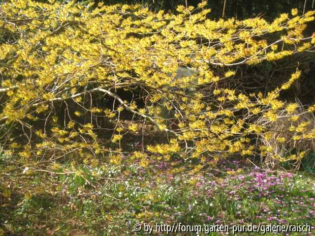 Hamamelis/Leucojum/Cyclamen