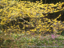 Hamamelis/Leucojum/Cyclamen