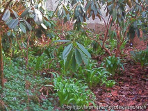Galanthus woronowii 1