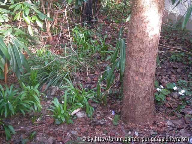 Galanthus woronowii2