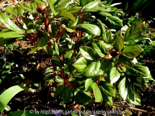 Paeonia morisii