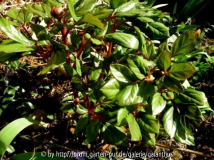 Paeonia morisii