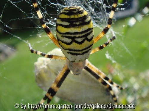Wespenspinne (Argiope bruennichi) (auch Zebraspinne, Tigerspinne oder Seidenbandspinne)