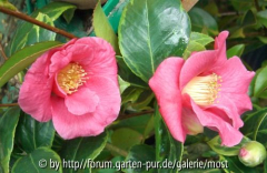 Chinensis Variegata 2011 2.jpg