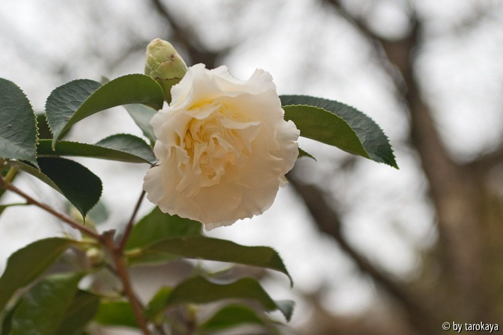 elegans champagner 3/11