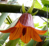 Canarina Sämling.jpg