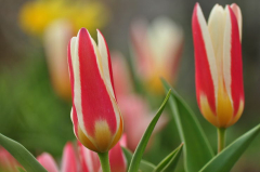 Tulpen 2.JPG