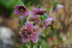 Helleborus-Test